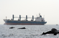 Clearly identify the objectives to be met, e.g., conserve a regions biodiversity, sustain fisheries, reduce coastal hazards. Photo © NOAA