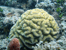 Maze coral (Meandrina meandrites). Photo © Eduardo Klein