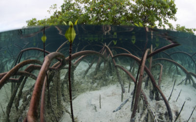 Mangrove Restoration Potential Map
