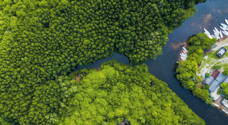 State of the World’s Mangroves