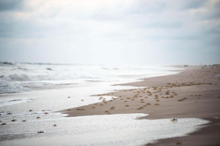 Gabon Blue Bonds for Ocean conservation project