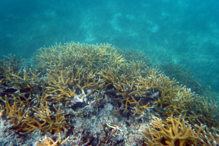 New coral reef tourism models to inform Barbados Marine Spatial Plan